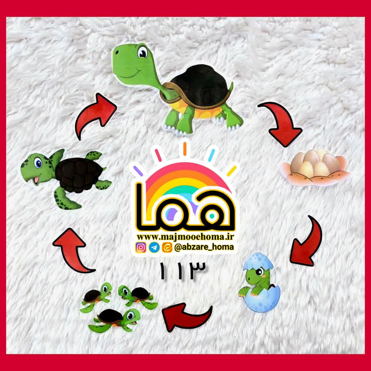 چرخه زندگی لاکپشت