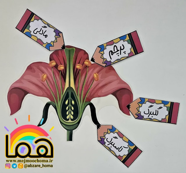 ساختار گل لمینتی مگنت دار