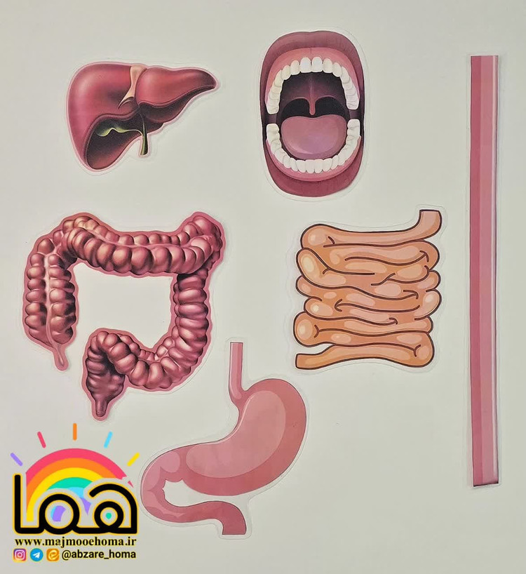 پازل دستگاه گوارش