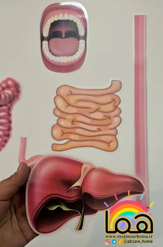 پازل دستگاه گوارش